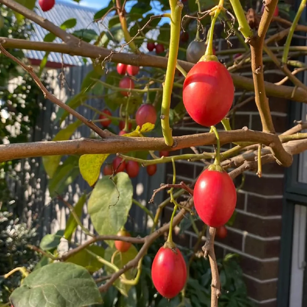 Solanum betaceum semillas de tamarillo 25pcs