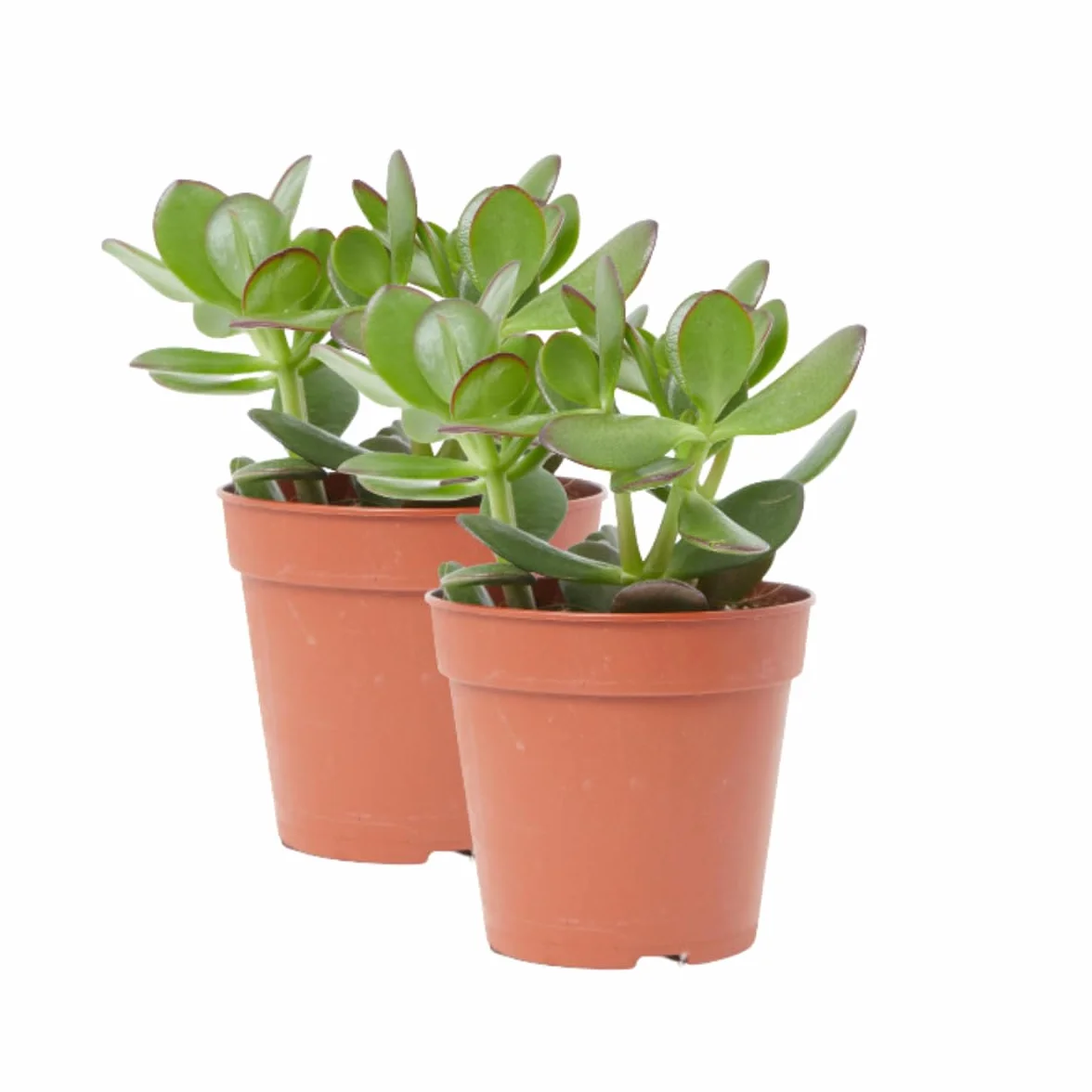 Verdecora Árbol de Jade Planta suculenta natural interior Maceta Ø13cm PACK 2 UNIDADES