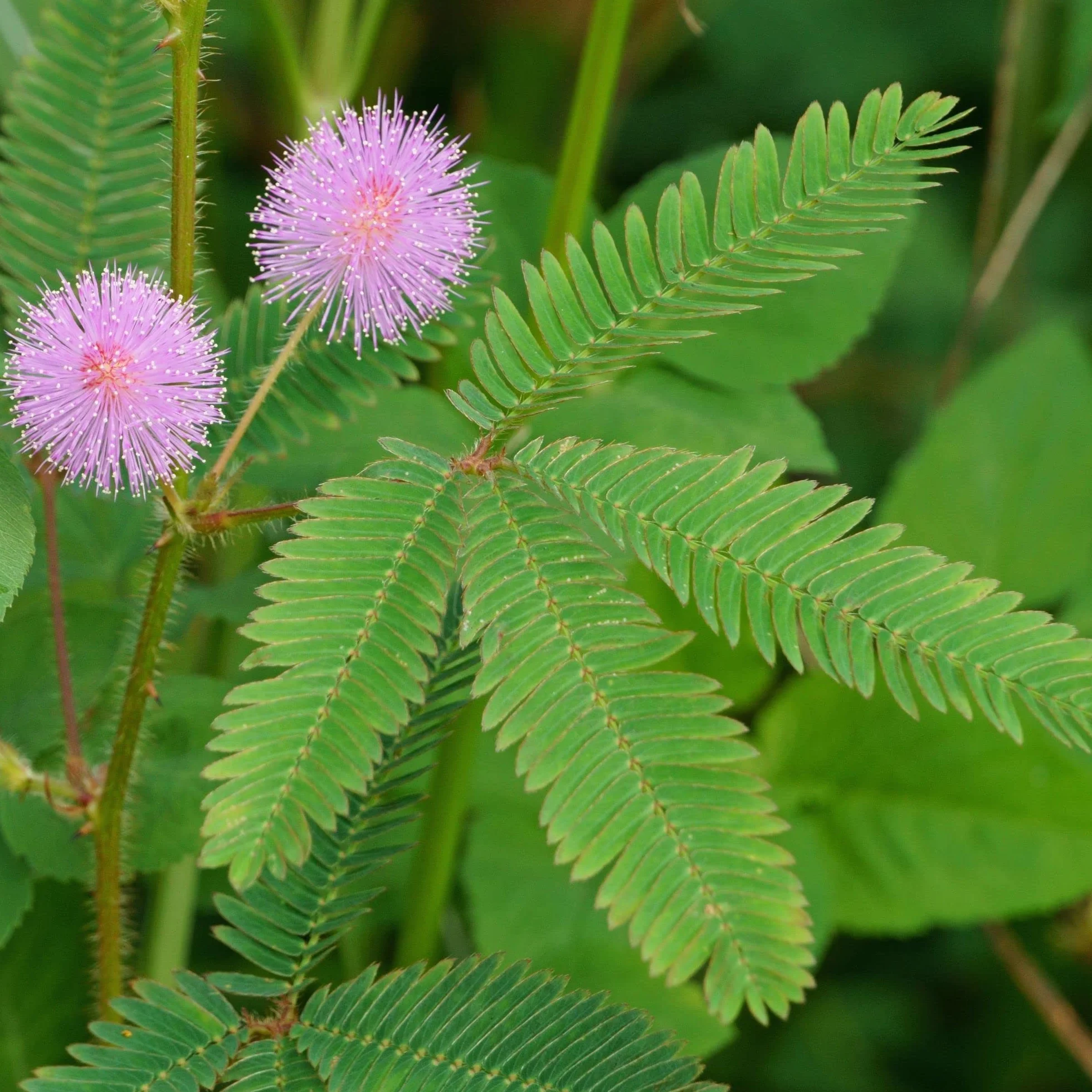 GROW2GO Mimosa Pudica Starter Kit de cultivo - Mini Invernadero, semillas y juego de plantación