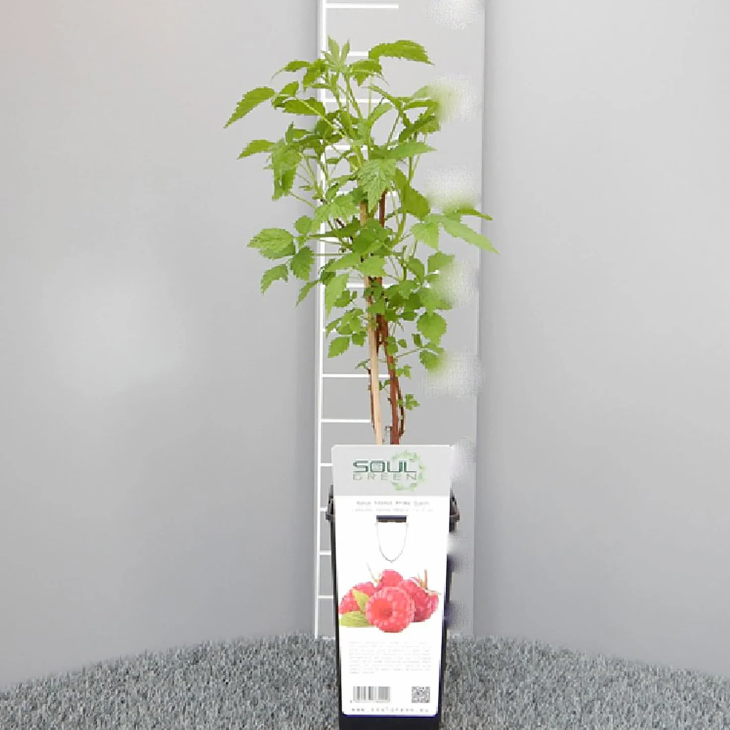 SAVINI VIVAI Planta de frambuesa roja floración tardía felicidad otoñal 11 x 11 cm altura 50 cm