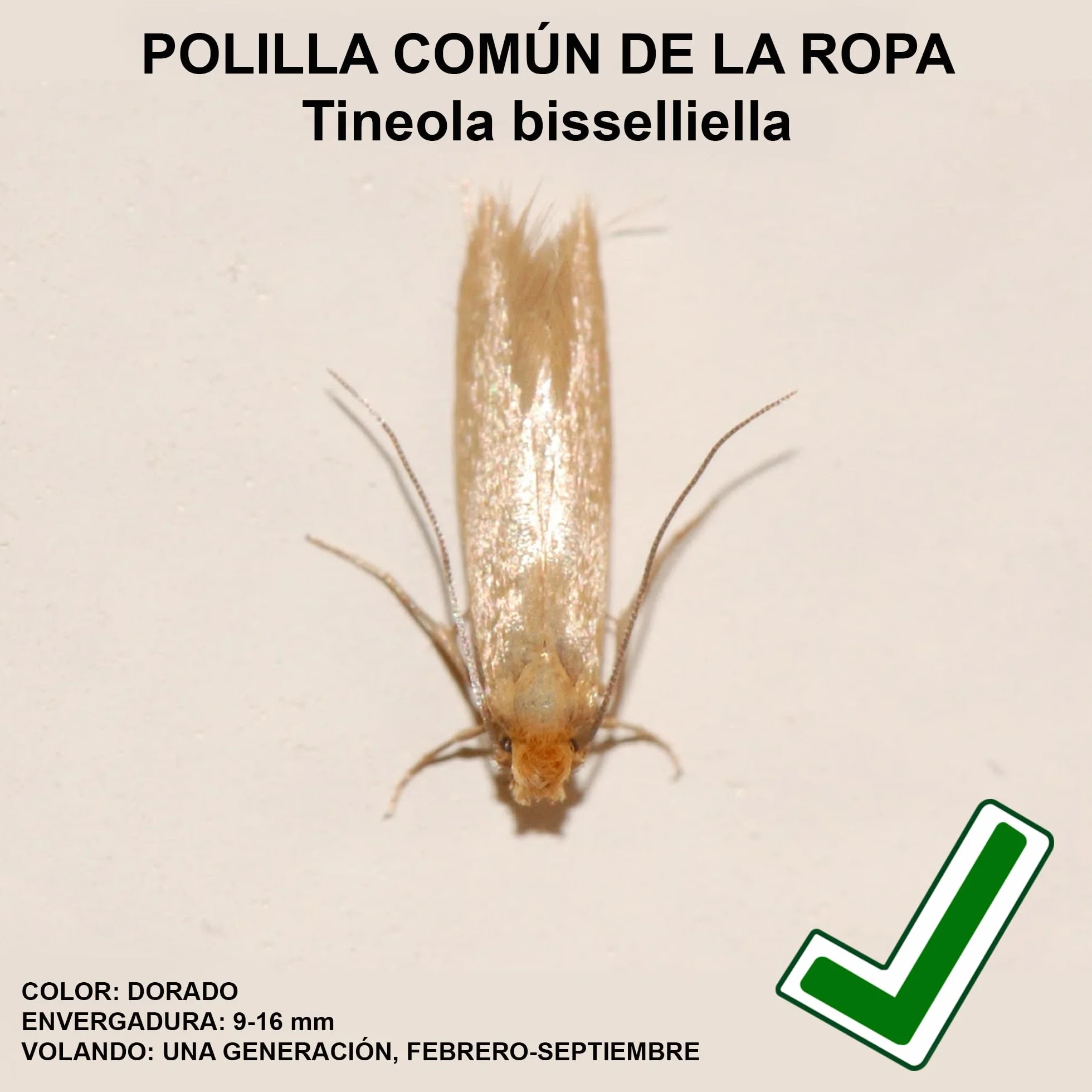 Entopest Almohadillas de feromonas para Polilla común de la Ropa - Recambio 10 uds
