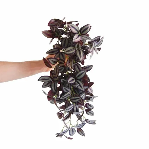 Tradescantia Zebrina Natural Planta