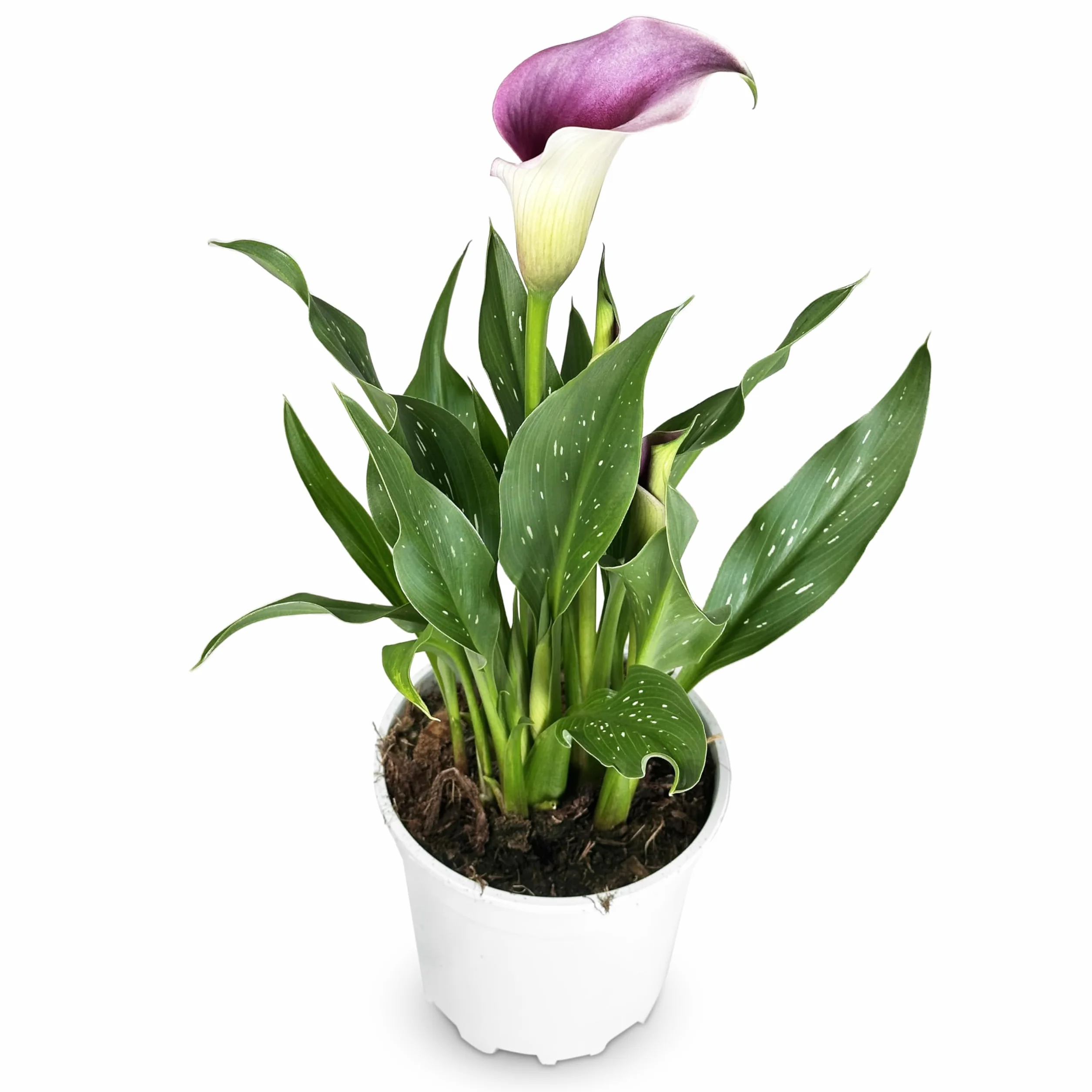 Zantedeschia Cala Planta Natural Maceta 14 cm Morada Interior Exterior Viva