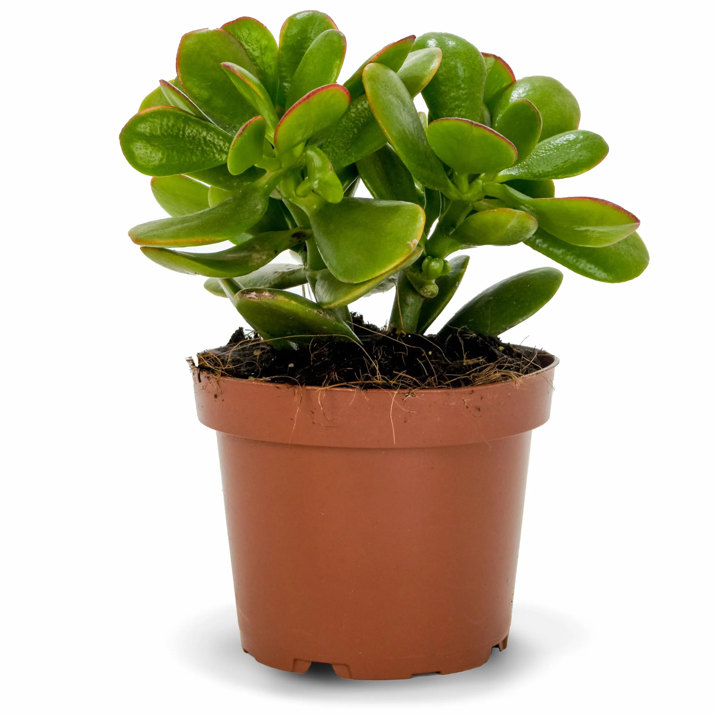 Crassula Ovata Sunset Planta Natural Suculenta Árbol de Jade Hojas Verdes Bordes Rojizos Tonos Dorados