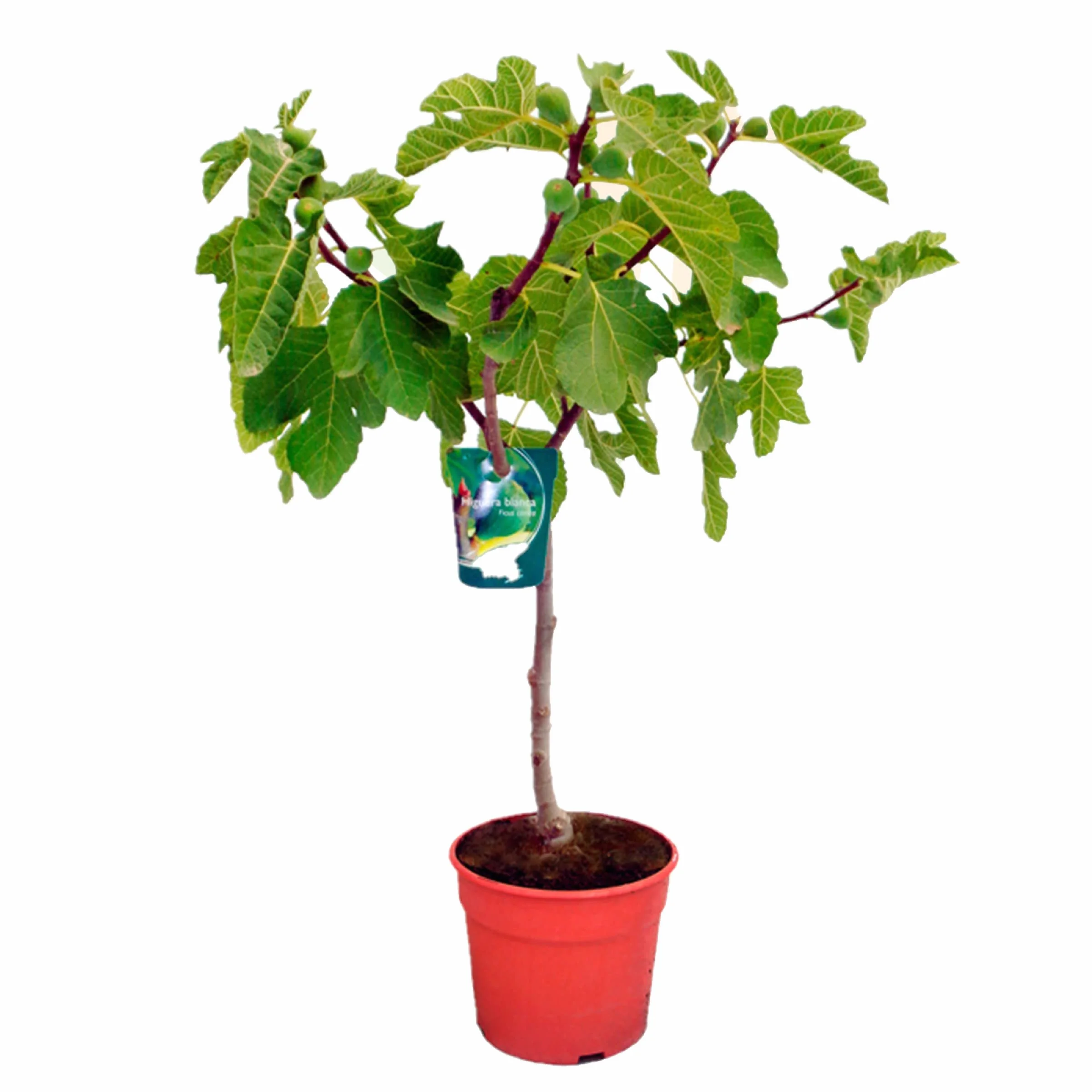 Ficus Carica Higuera Baja Planta Natural Altura 70/80 Maceta 40 cm