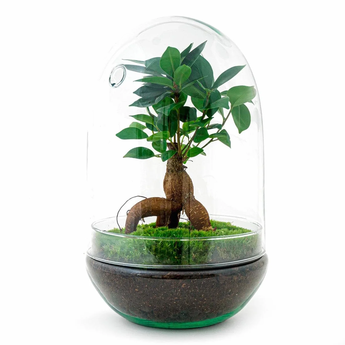 Terrario de Plantas • Huevo XL Bonsai • Huevo de Cristal Ecosystem • ↑ 30 cm