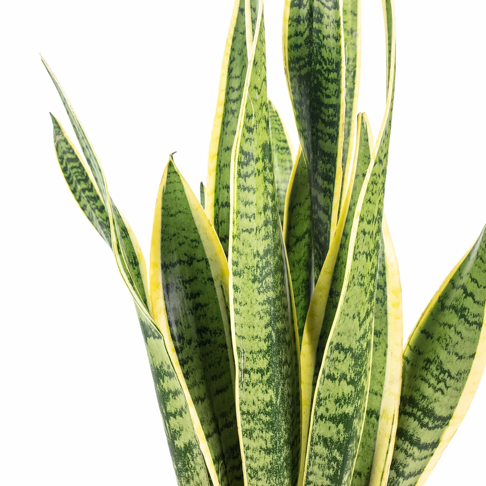 Sansevière Sansevieria trifasciata Laurentii planta interior 65 cm maceta Ø 17 cm