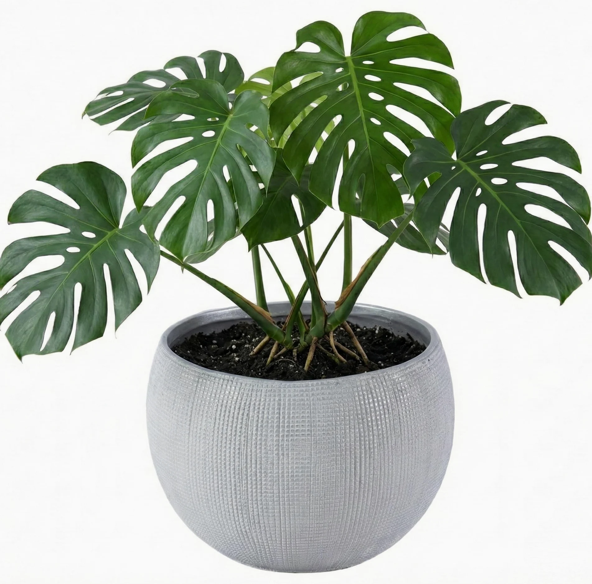 Olly & Rose Barcelona - Macetas de cerámica de color gris claro, 25 cm, macetas grandes para exteriores e interiores, macetas grises