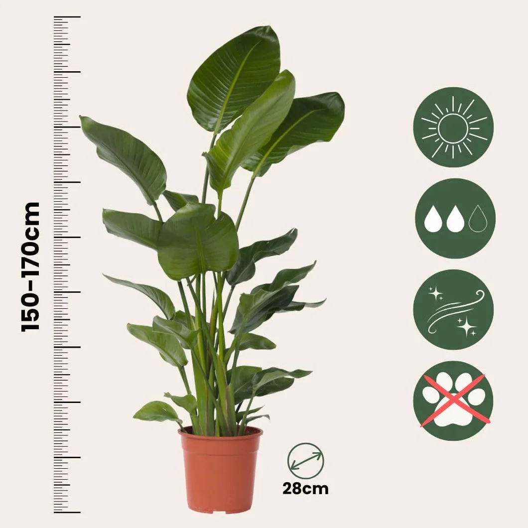 Strelitzia Nicolai XXL Planta de interior 150-170cm Maceta 28cm