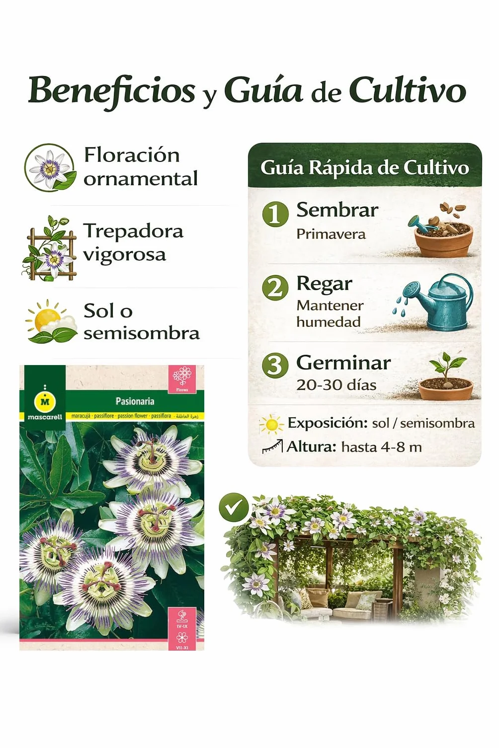 Mascarell Semillas PASIONARIA TREPADORA Semillas Flores Exterior 0,3 Gramos