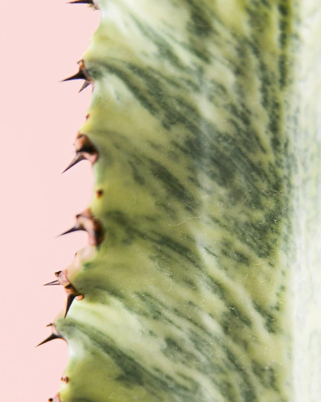 Euphorbia Cactus Variegado Planta Natural Exterior