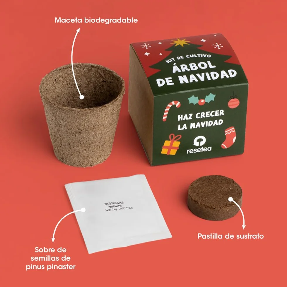 Kit Árbol de Navidad Cultiva tu Propio Árbol Navideño en Casa Regalo Natural Original