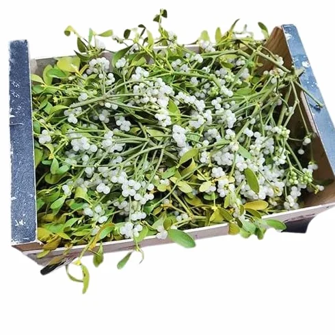 Muérdago Natural DECOALIVE 2kg Świąteczny