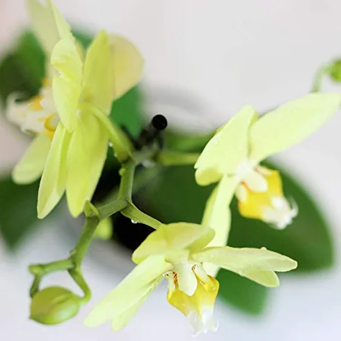Orquidea Phalaenopsis maceta 12cm 1 tallo surtido variado