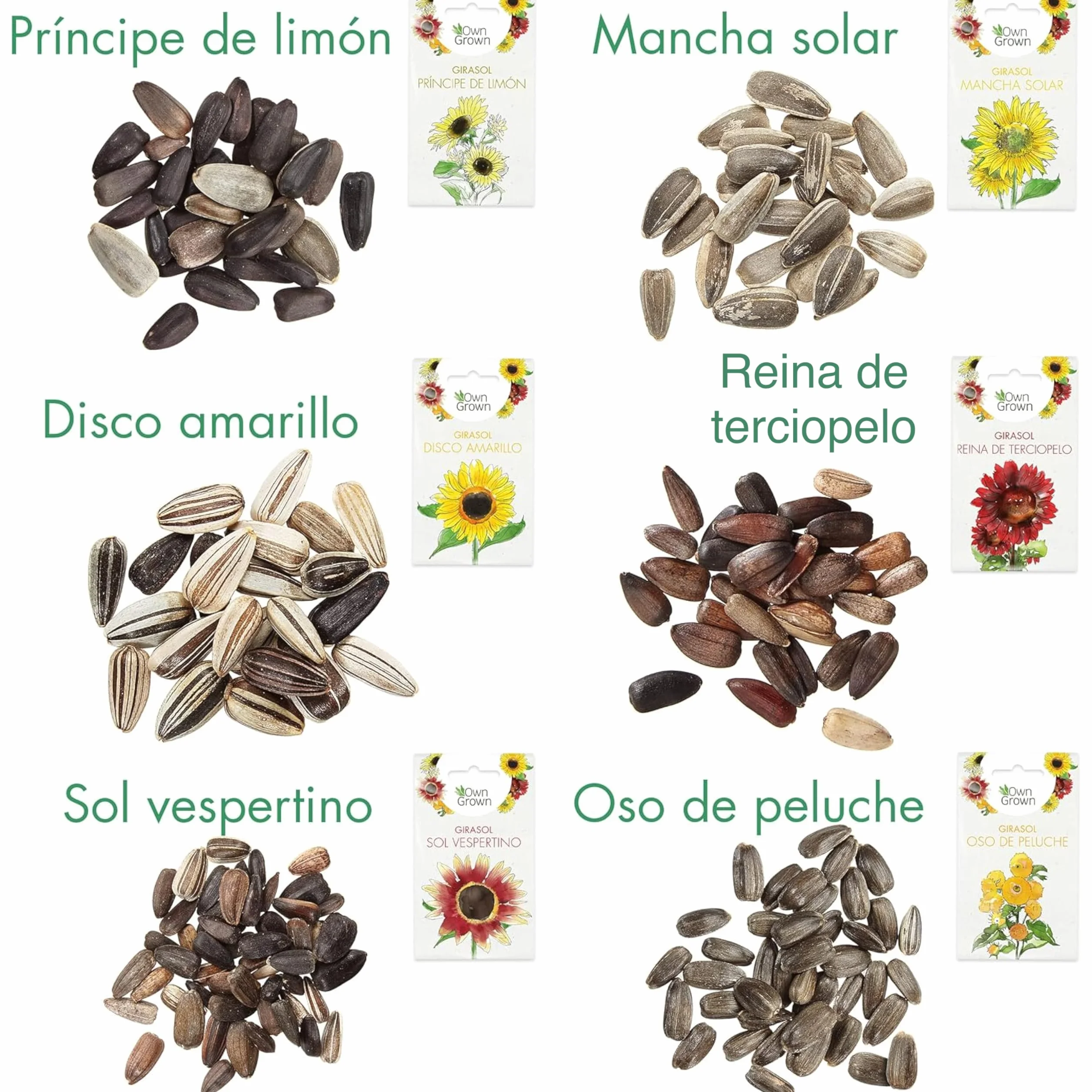 OwnGrown Kit de Semillas de Girasol - 6 Variedades - Set de Regalo para Jardín - Flores para Abejas