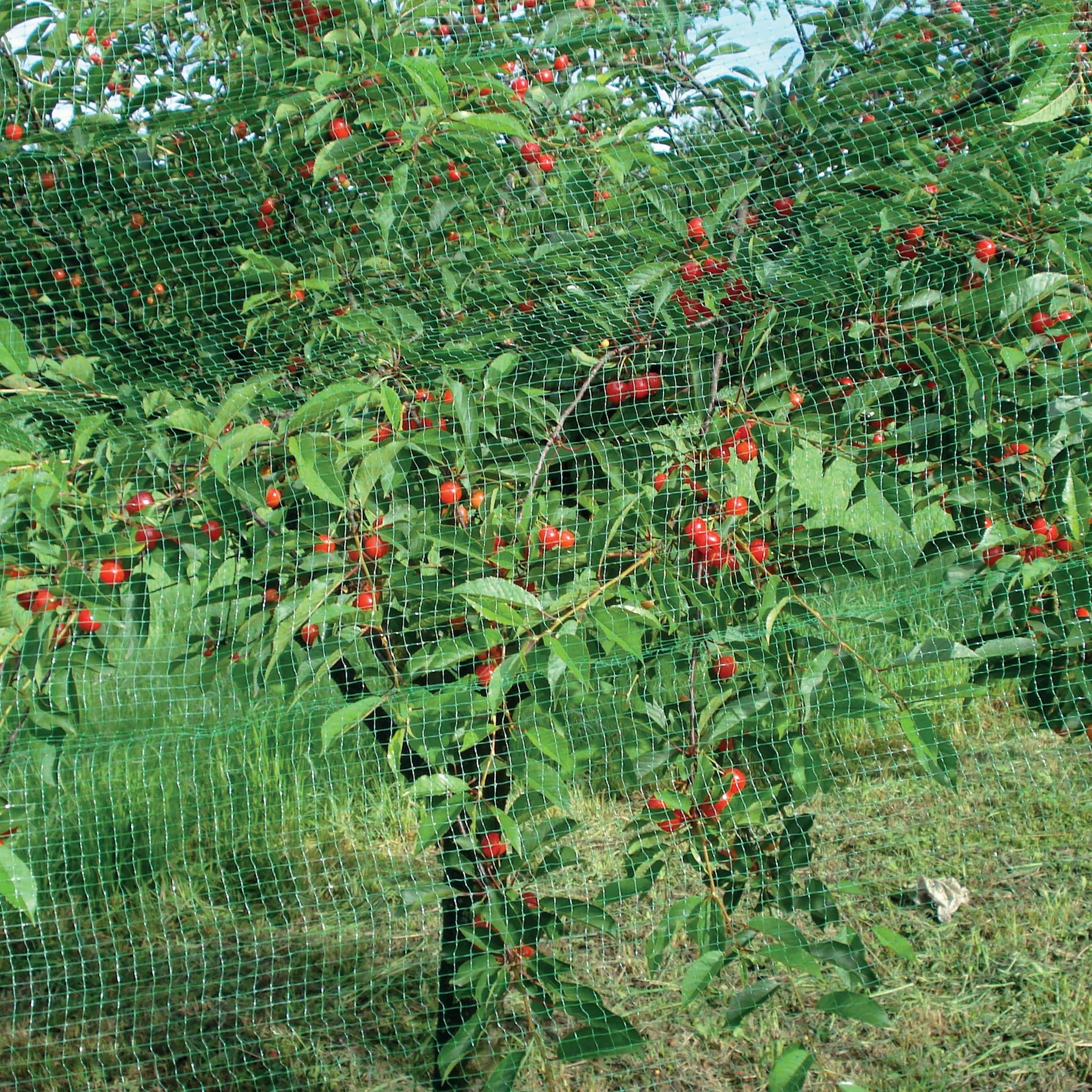 TENAX Ortoflex 2,00x10 m Verde Malla Antipájaros Protección Frutos Cultivos