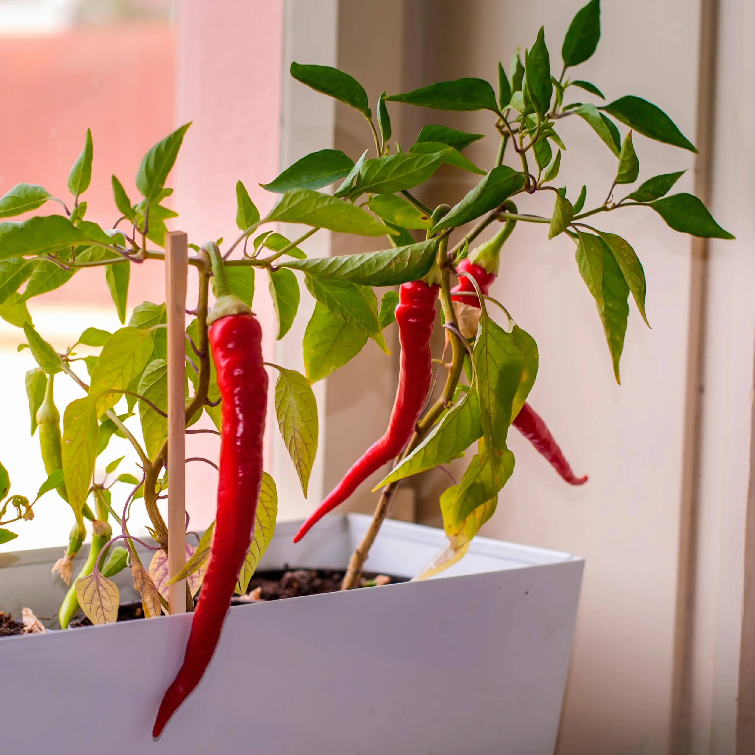 Kit de Cultivo de Pimientos Picantes 5 Niveles Jalapeño Red Caribbean Regalo Original