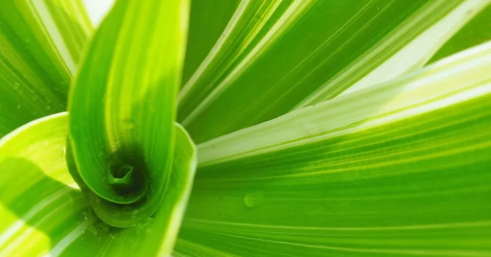Verdecora Dracena Lemon Lime | Dracena limon | Planta natural interior 75-80cm
