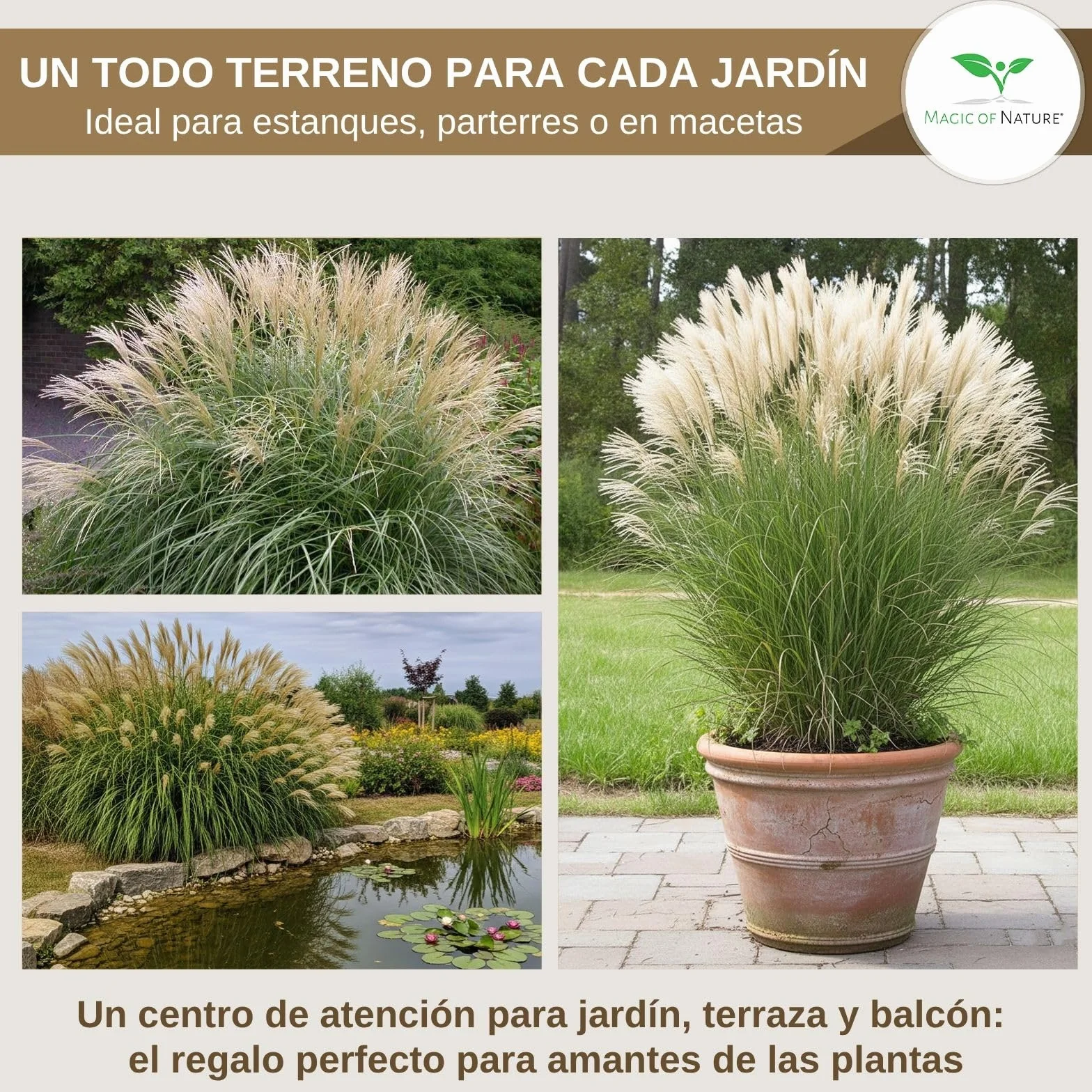Miscanthus Gigante Semillas - Sinensis Pluma de Plata - Gramínea para Ocultación y Jardín - Aprox. 100 ud
