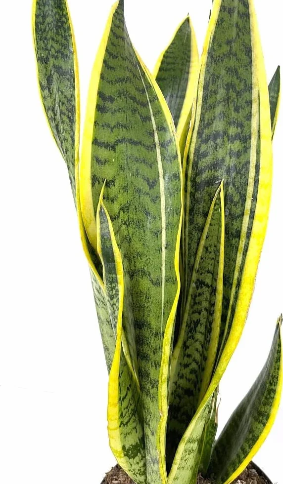 PLANTA NATURAL (LENGUA DE SUEGRA) SANSEVIERIA TRIFASCIATA MACETA 8.55CM PERFECTA PARA INTERIOR Depuradora del ambiente