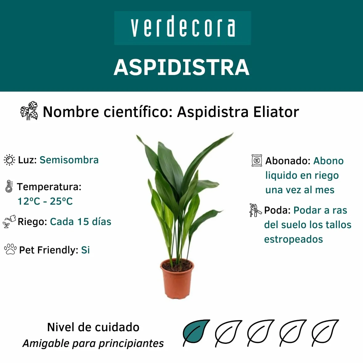 Verdecora Aspidistra Eliator Lurida Roślina Zielona Naturalna Wnętrze Doniczka Ø17cm 80cm
