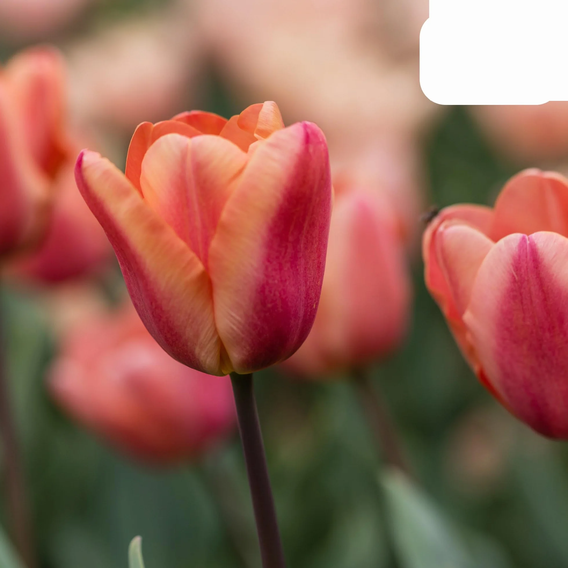 Bulbos de tulipán 'Apricot Foxx' | 20 Piezas | Tulipán rosa salmón - 30-50cm - Ø5cm - bulbo de flor - Planta de jardín