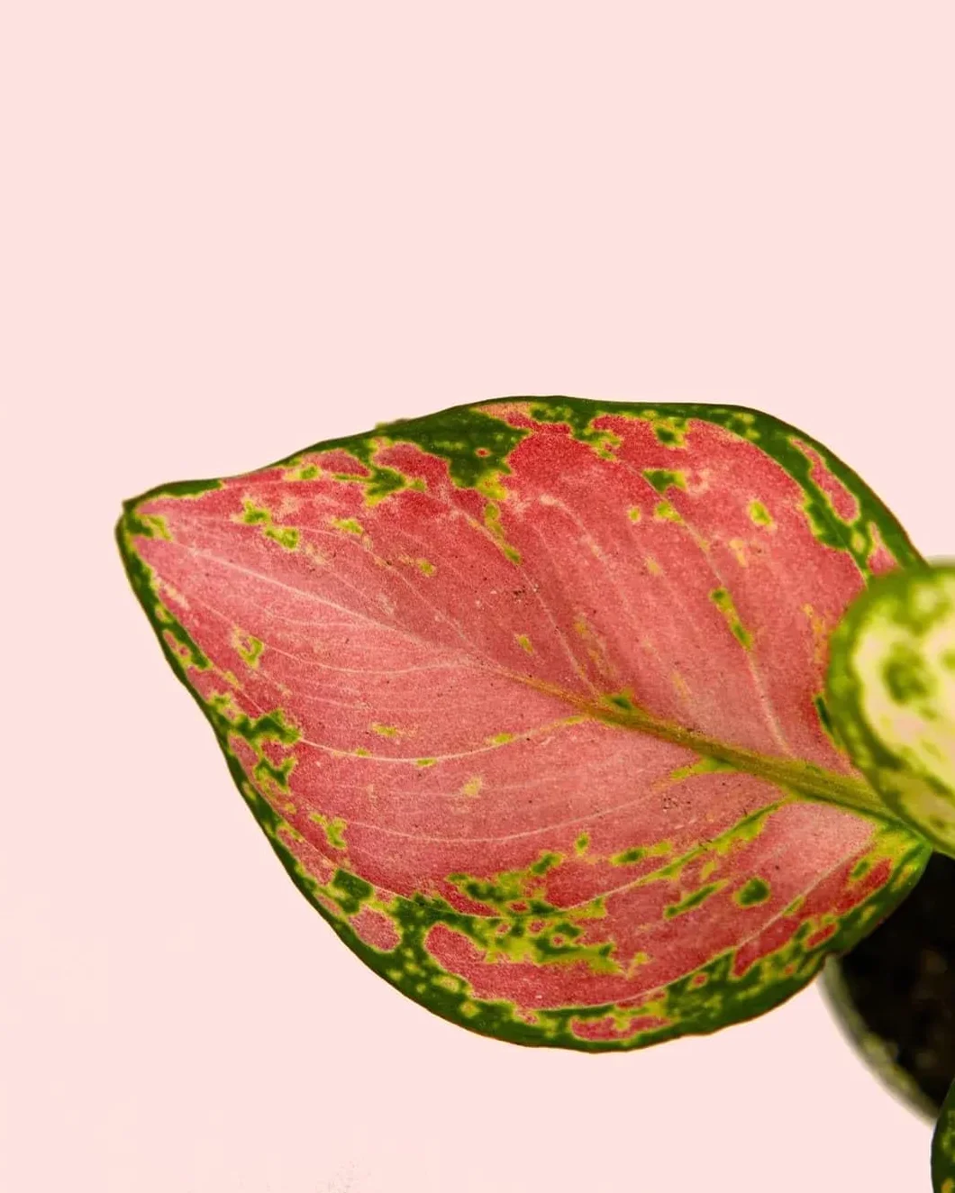 Aglaonema Pink Mini Planta Natural Interior Decorativa Compacta Ø6 cm