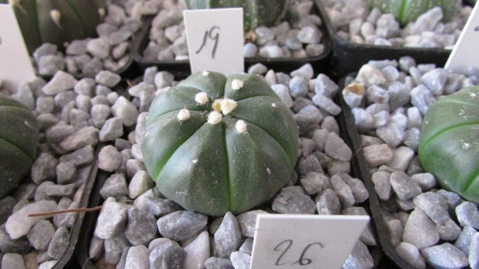 Cactus Astrophytum asterias 3 cm Planta # 19