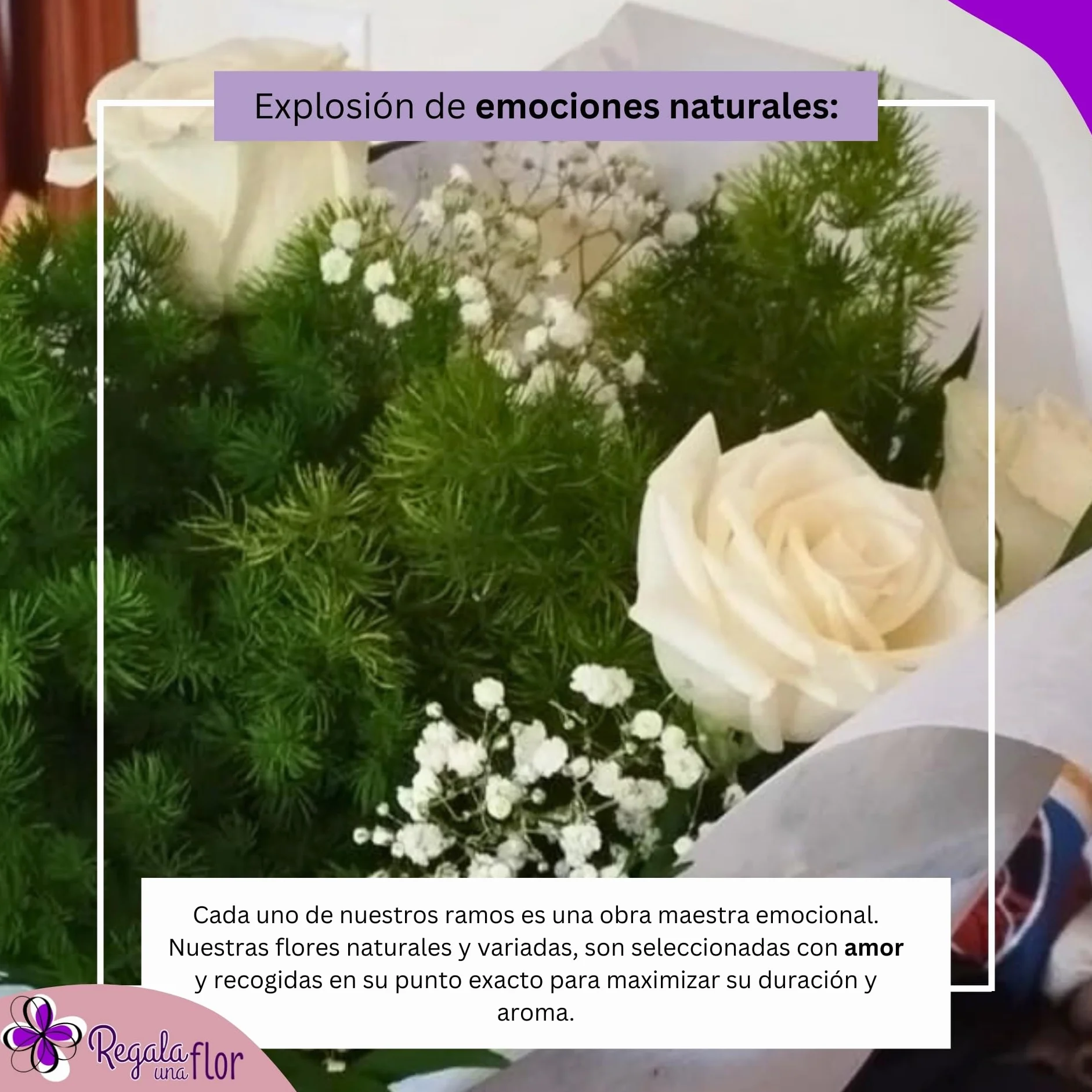Ramo de flores naturales a domicilio 6 Rosas blancas con tarjeta de dedicatoria